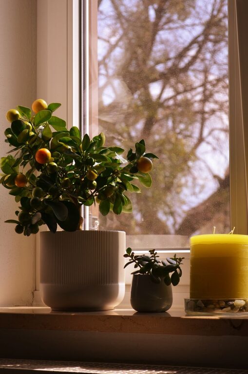 Cómo renovar tu hogar con plantas: guía fácil para principiantes